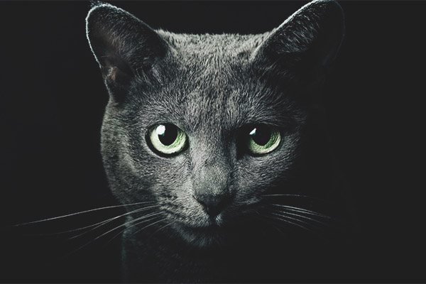 Защо котките имат очи на тъмно