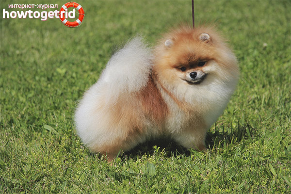 Pomeranian куче порода