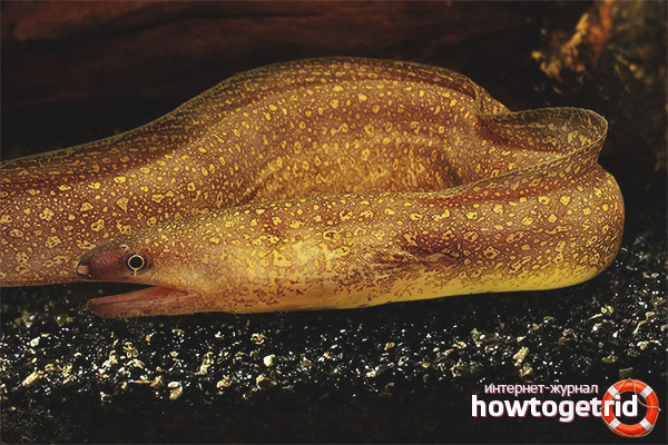 Сладководно поведение на Moray