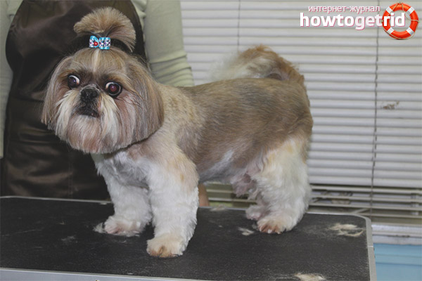 Правила за грижа за Shih Tzu
