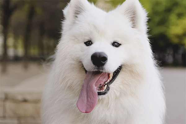 Samoyed харесва