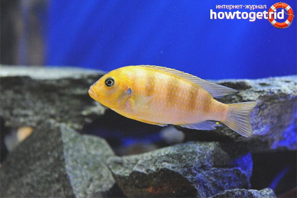 Съдържание pseudotrofaus lombardo
