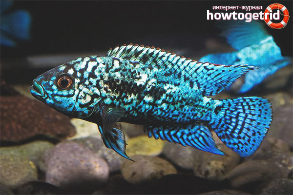 Съдържание Blue Dempsey Fish