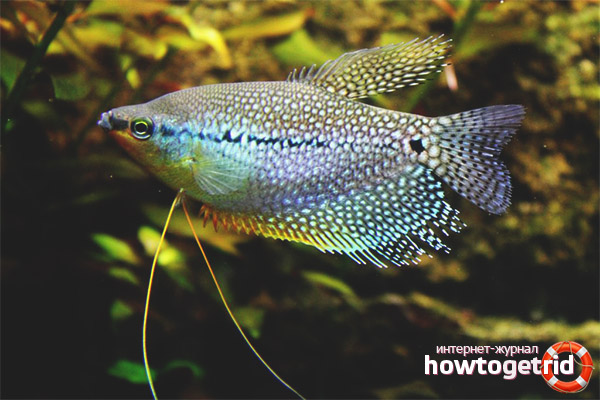 Съвместимост с Pearl Gourami