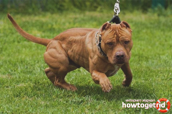 Американски стандартите за порода Pit Bull Terrier