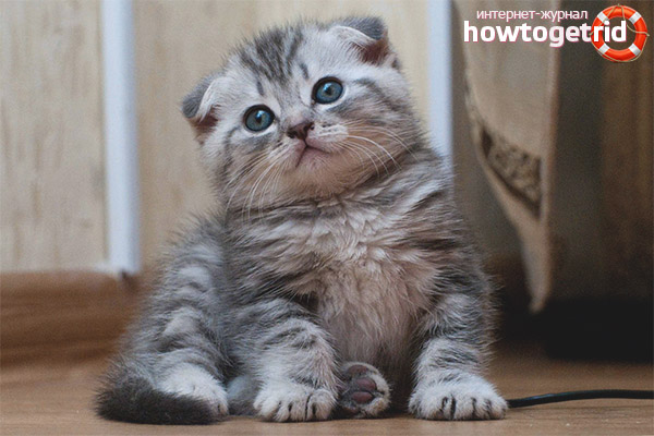 Грижа за котките в Шотландия
