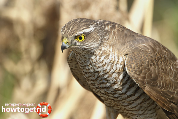 Accipiter nisus