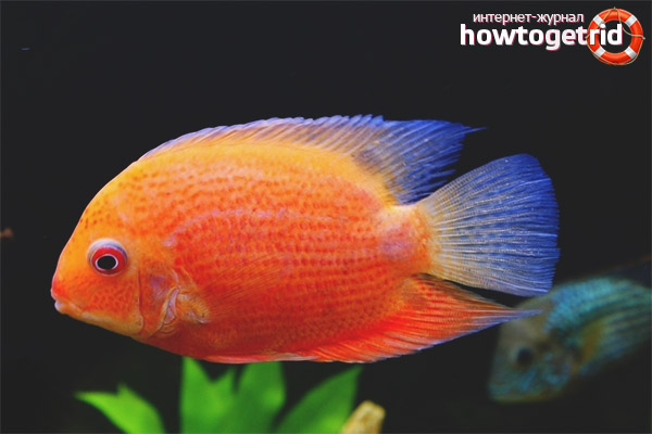 Аквариум риба cichlasoma severum