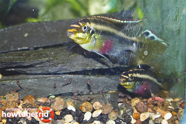 Аквариум риба pelvicahromis pulcher
