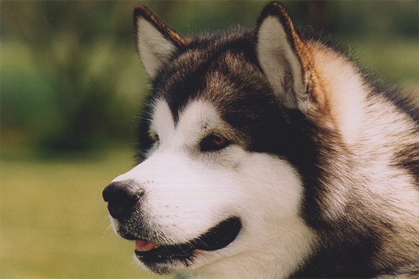 Аляска Malamute