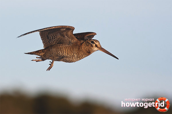 Местообитание на Woodcock