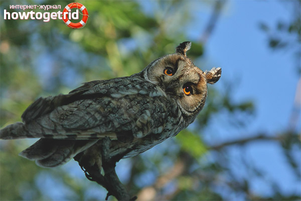 Asio otus