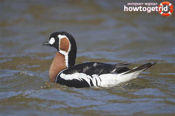 Branta ruficollis