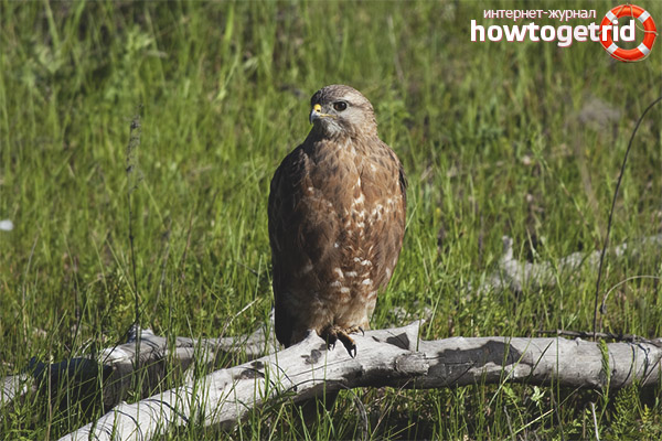 Buteo buteo
