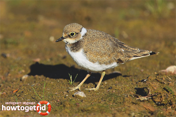 Charadrius dubius