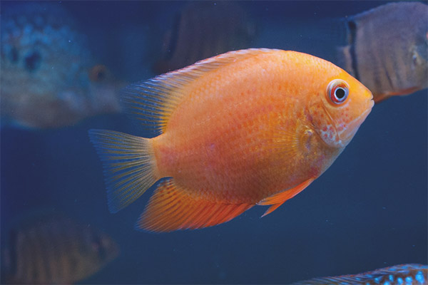 Cychlasma severum