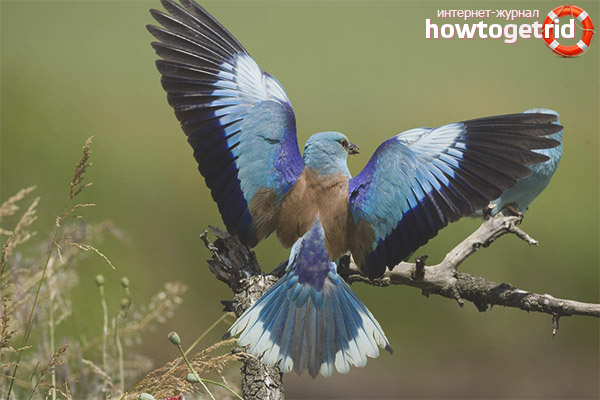 Coracias garrulus
