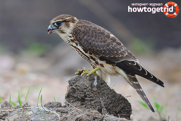 Falco columbarius