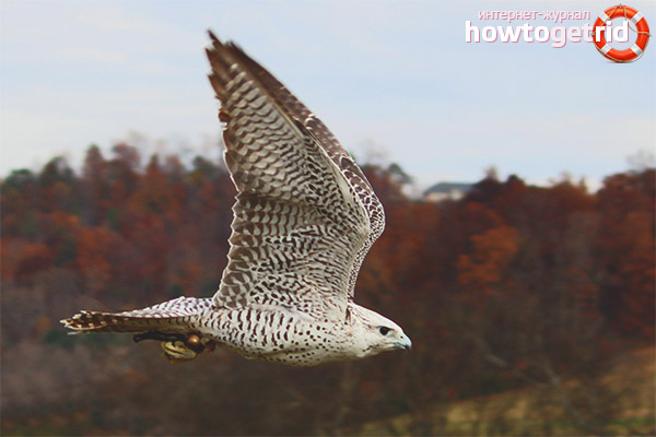 Falco rusticolus