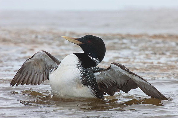 Loon е с бели лица