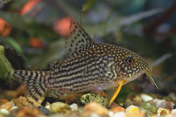 Коридор Sterba