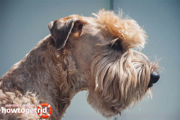 Хранене на ирландски териер