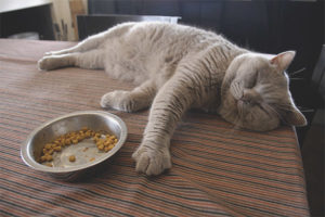  Котката не яде след раждане