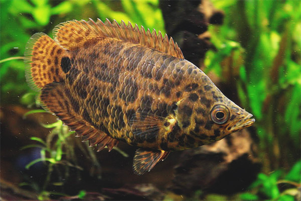 Леопард Ctenopoma