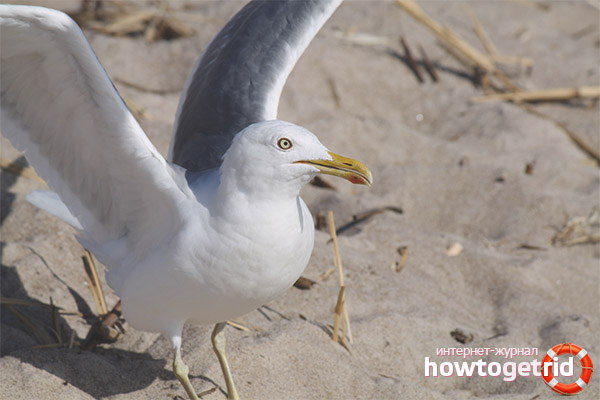 Larus argentatus