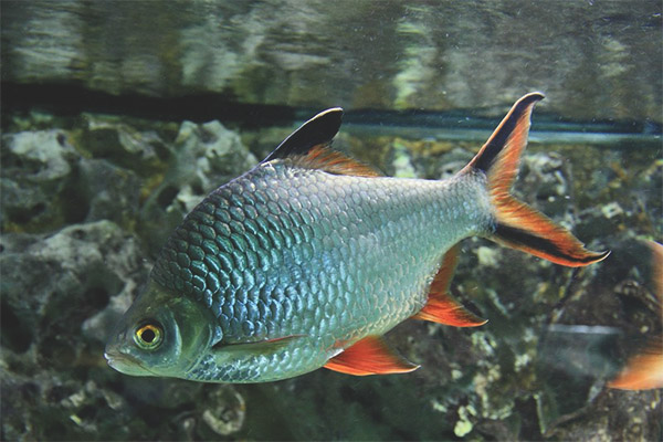 Leschevidny barb