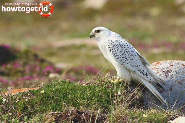 Лайфстайл и разпространение на gyrfalcon