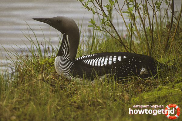 Описание на Black-throated Loon