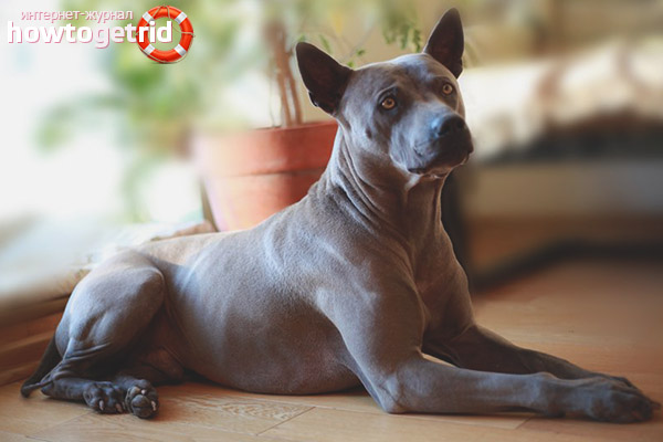 Характеристики на Thai ridgeback