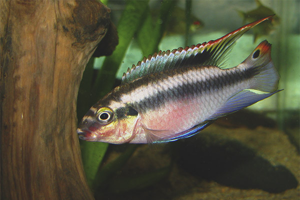 Pelvicahromis pulcher