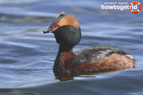 Podiceps auritus