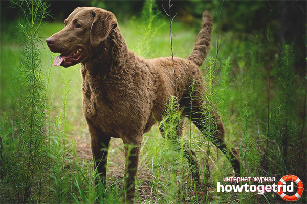 Куче от породата Chesapeake Bay Retriever