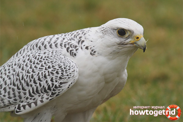 Отглеждане на gyrfalcon