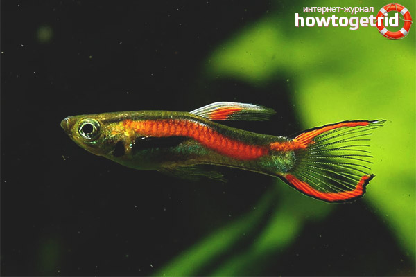 Guppy Endlers Content