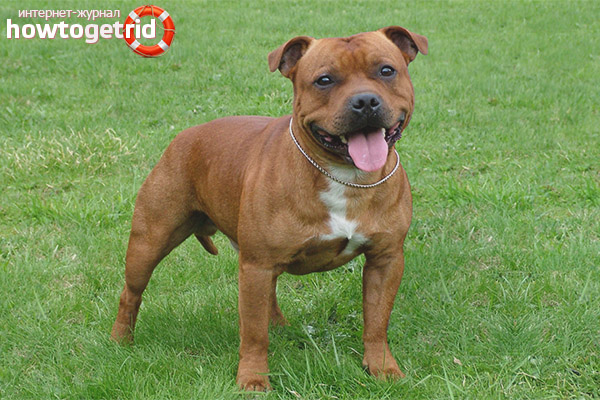 Специалитет Staffordshire Bull Terrier