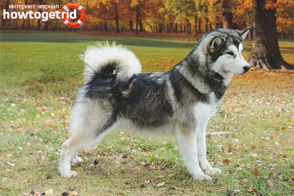 Стандартна порода Аляска Malamute