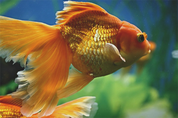 veiltail