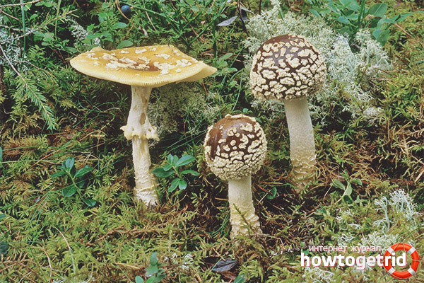 Amanita regalis