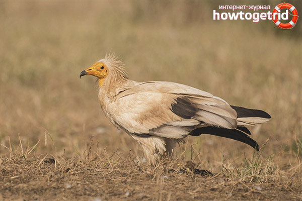 Habitat лешояд