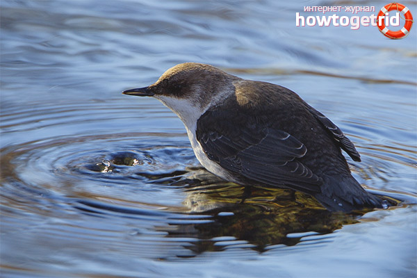 Cinclus cinclus