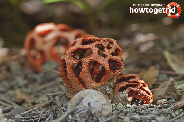 Clathrus ruber)
