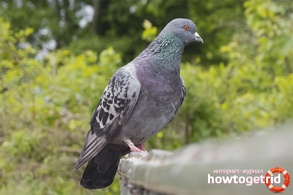 Columba livia