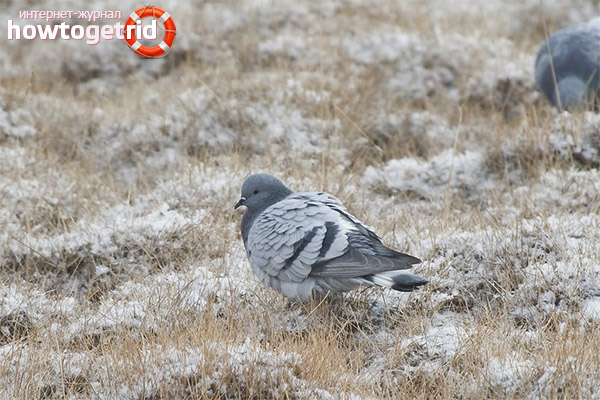 Columba rupestris