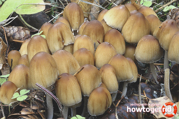 Coprinellus micaceus
