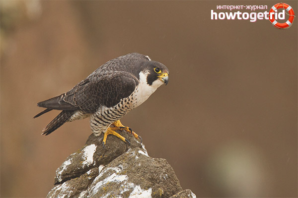 Falco peregrinus