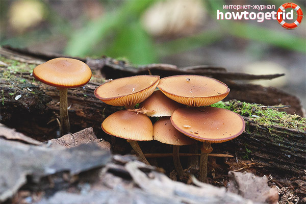 Galerina marginata